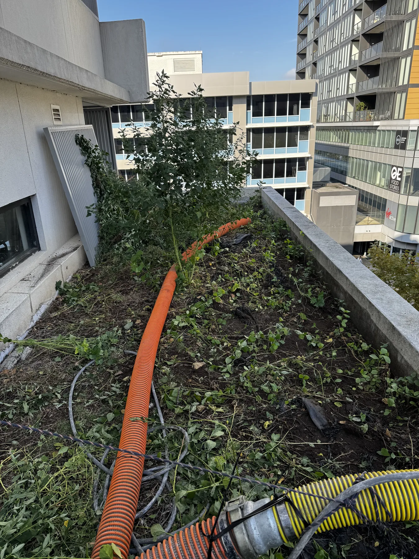 Before: full planter box clean-out